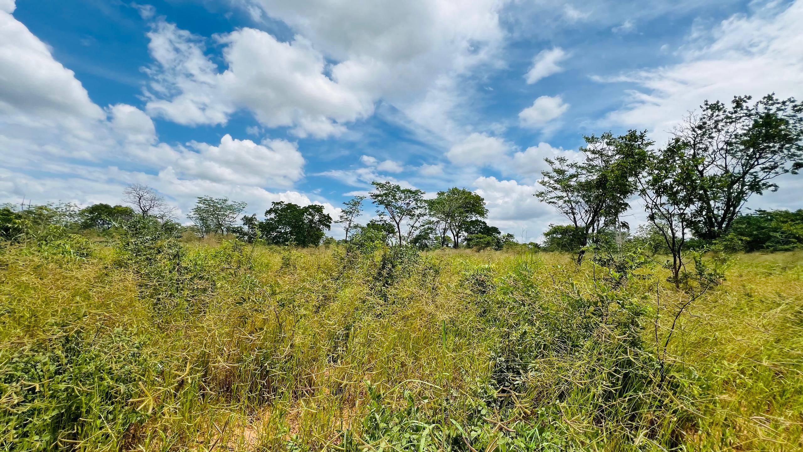 Vacant Residential Stand for sale in Livingstone