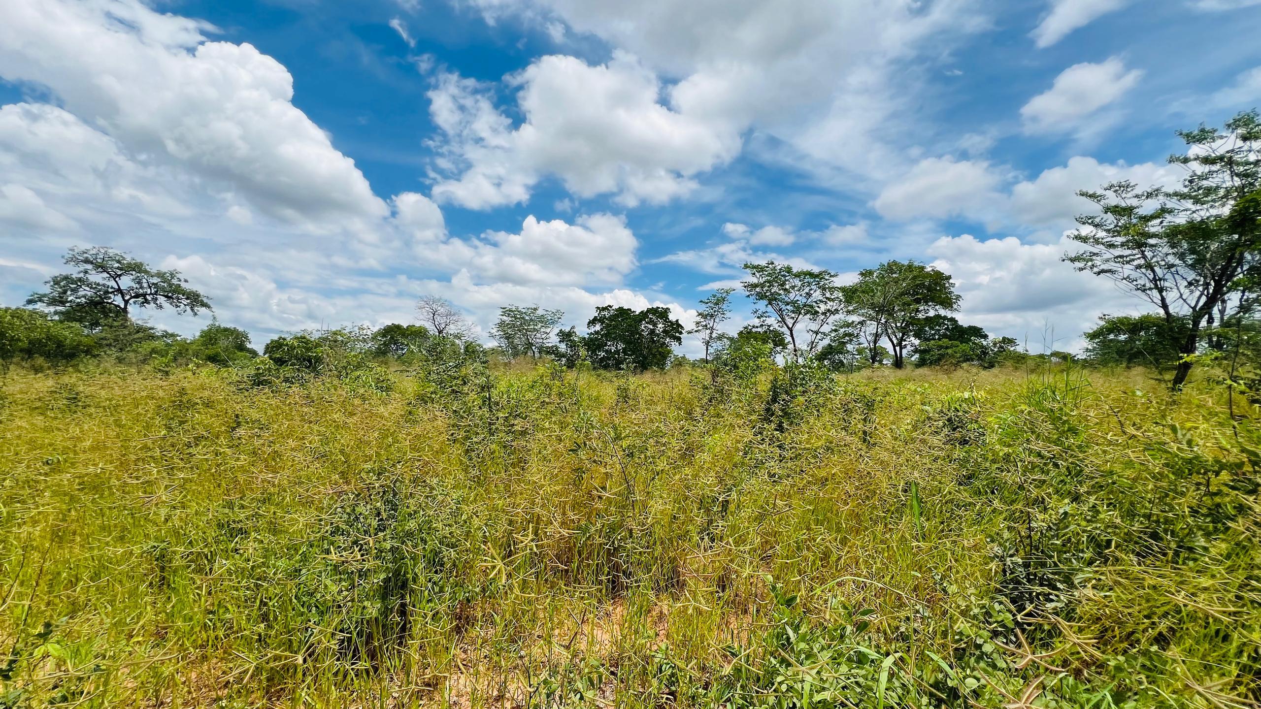 Vacant Residential Stand for sale in Livingstone